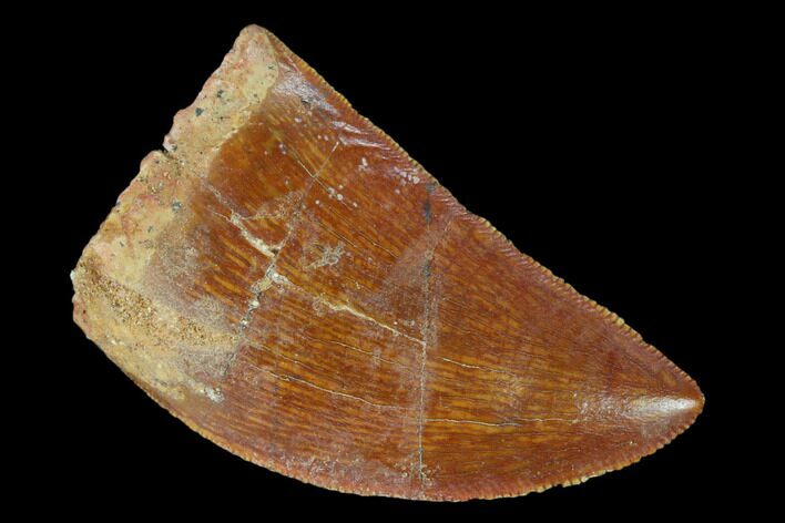 Serrated, Carcharodontosaurus Tooth - Real Dinosaur Tooth #156891